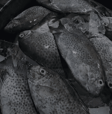 Ikan Baronang