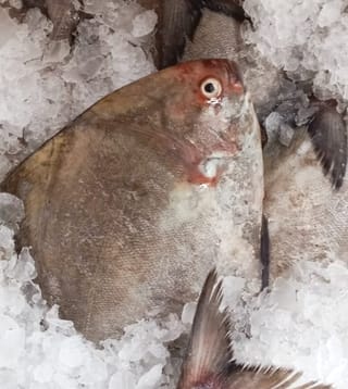 Ikan Bawal