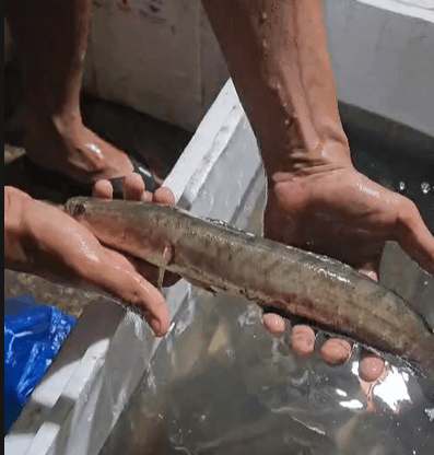 Ikan Gabus