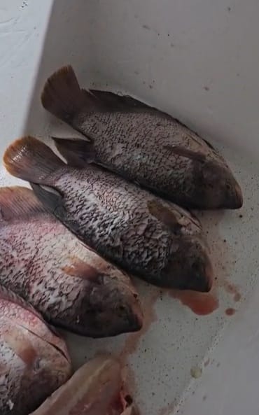 Ikan Gurame