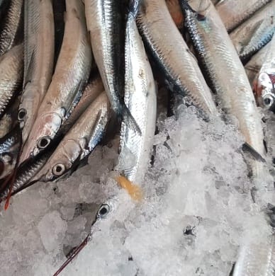 Ikan Jalang