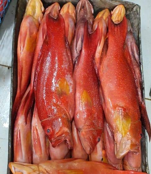Ikan Kerapu Sunu