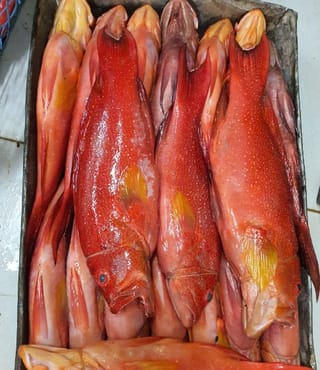 Ikan Kerapu Sunu