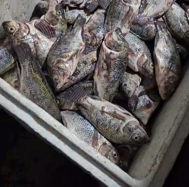 Ikan Nila