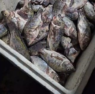 Ikan Nila