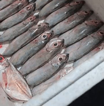 Ikan Selar
