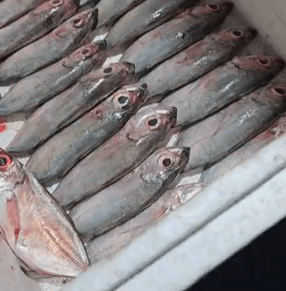 Ikan Selar