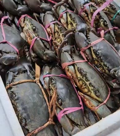 Kepiting Bakau