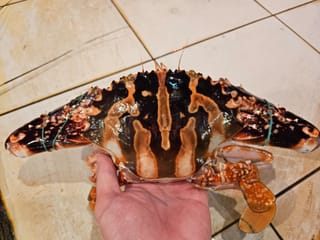 Kepiting Salib