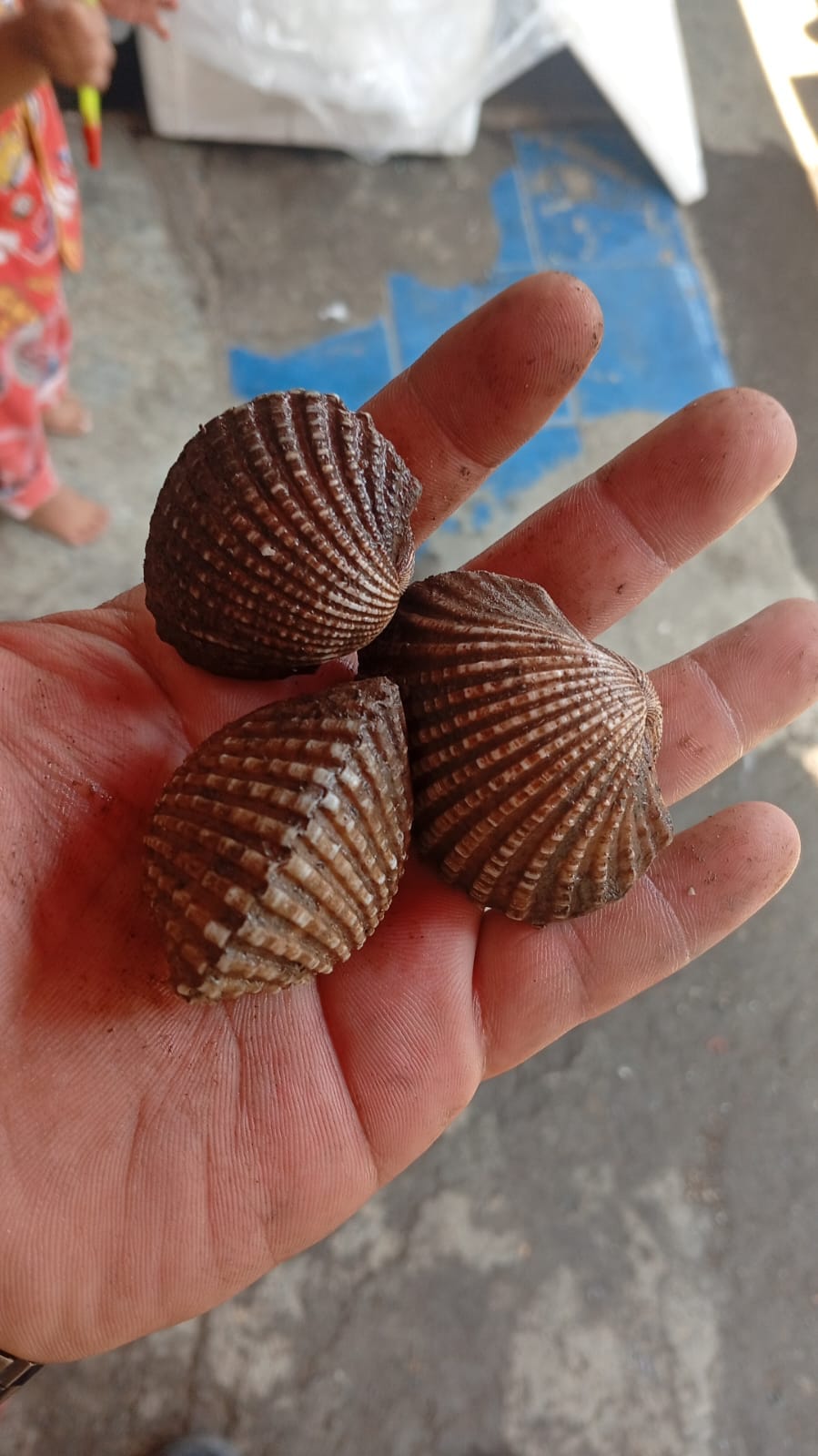 Kerang Dara
