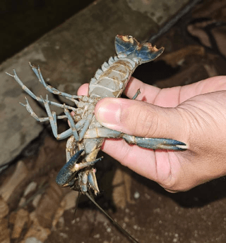 Lobster Air Tawar
