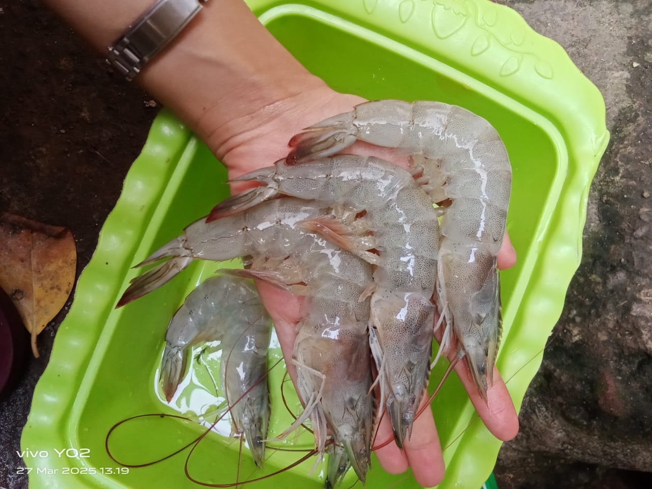 Udang Vaname