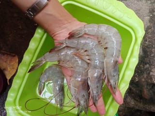 Udang Vaname