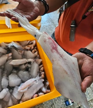 Cumi Bangka