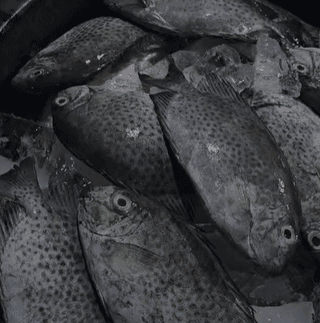 Ikan Baronang