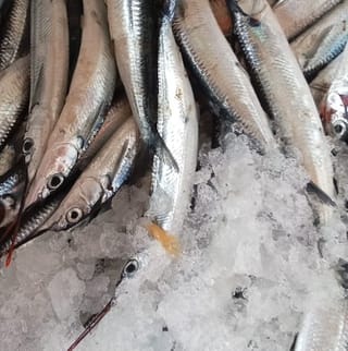 Ikan Jalang