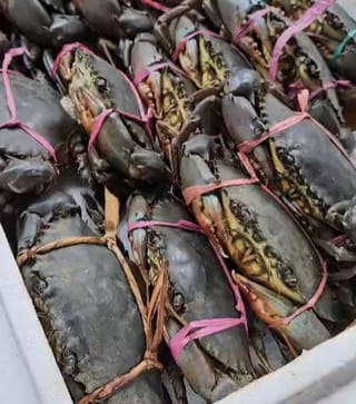 Kepiting Bakau